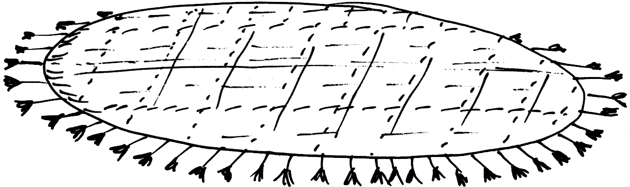 Basis