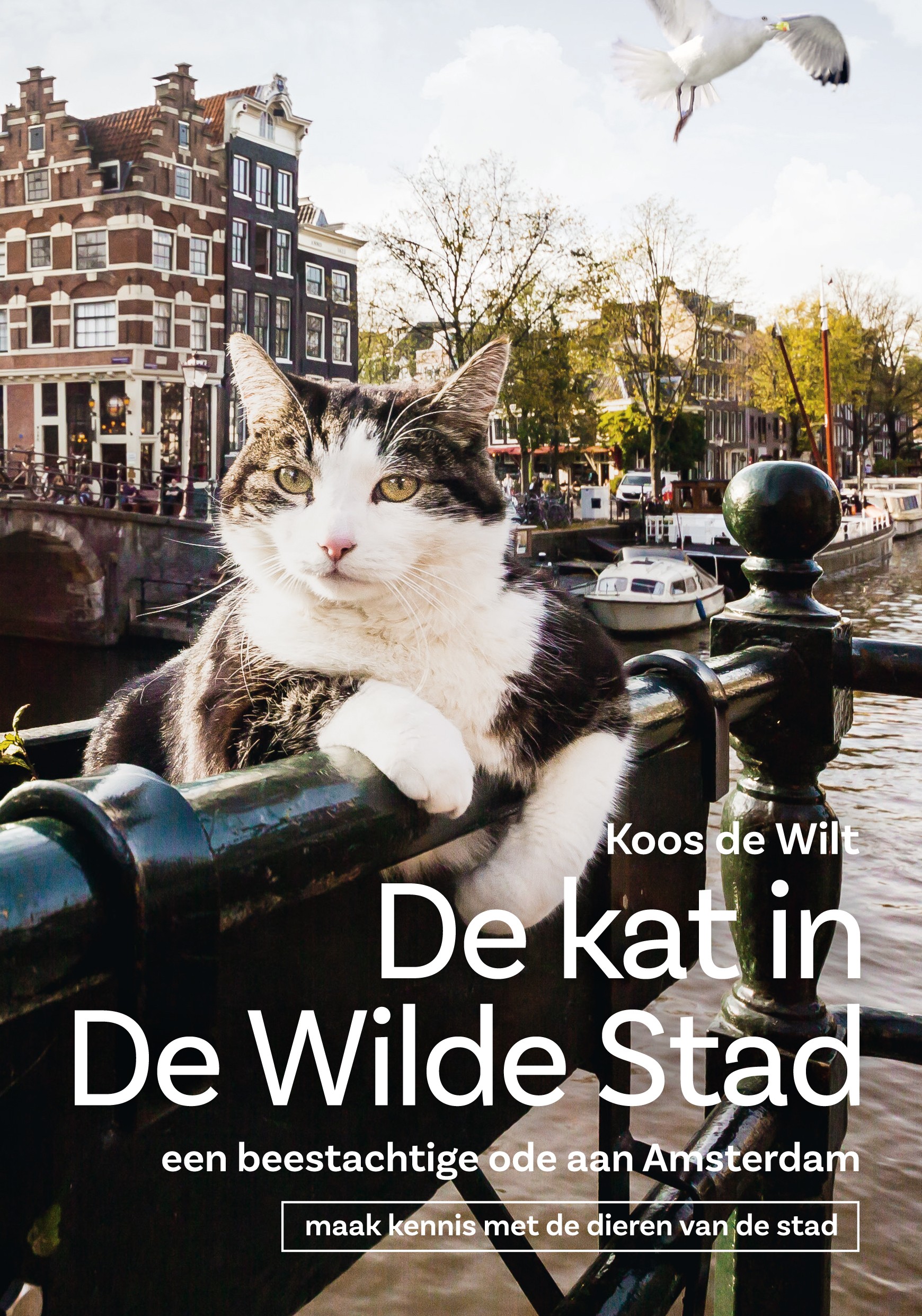 De kat in De Wilde Stad