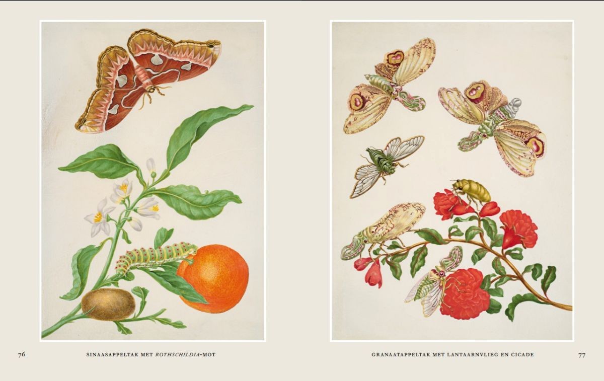 Leer de vlinders kennen van Maria Sibylla Merian